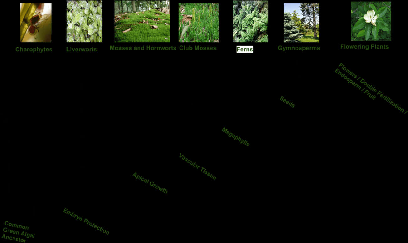 Plant Evolution Chart PNG