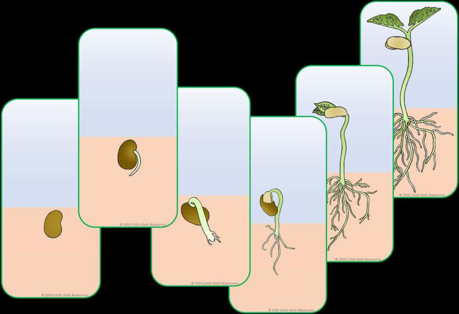 Plant Germination Stages Illustration PNG