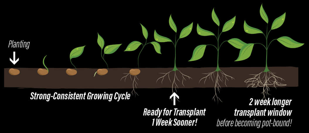 Plant Growth Stagesand Transplanting Timeline PNG