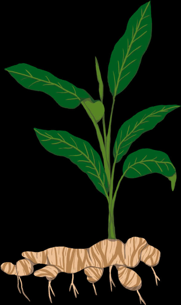 Plant Illustrationwith Roots PNG