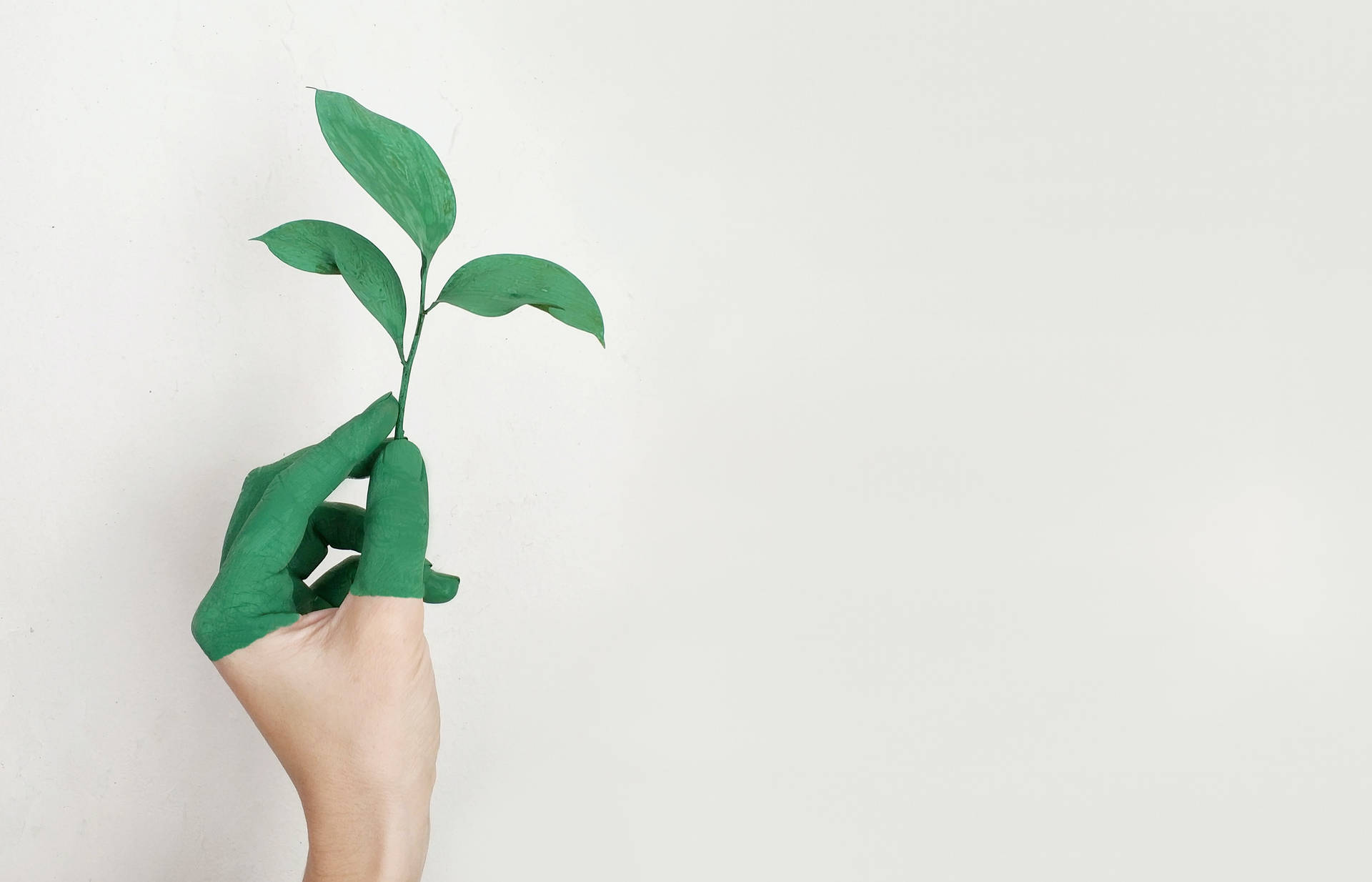 Plant In Green Minimalist Setting Wallpaper