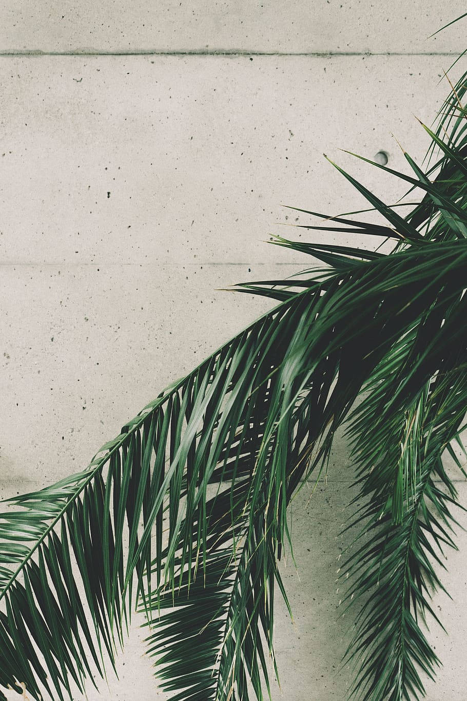 A Palm Tree Is On A Concrete Wall Wallpaper
