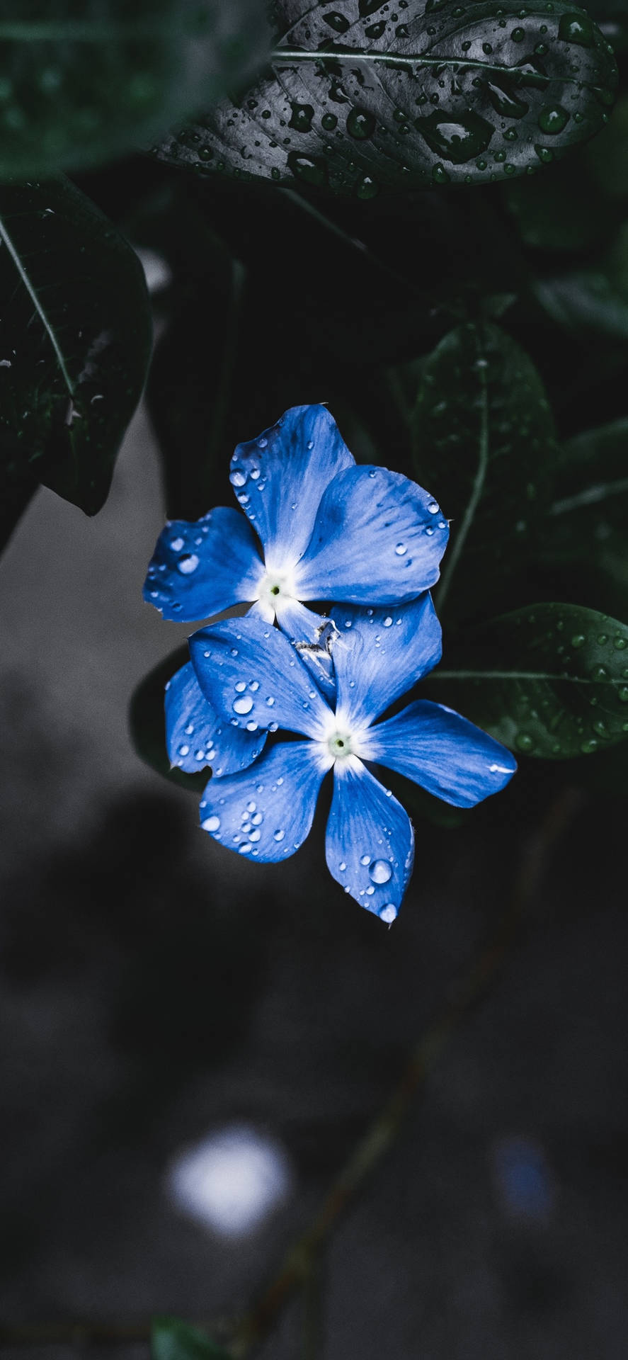 A Blue Flower With Water Droplets On It Wallpaper