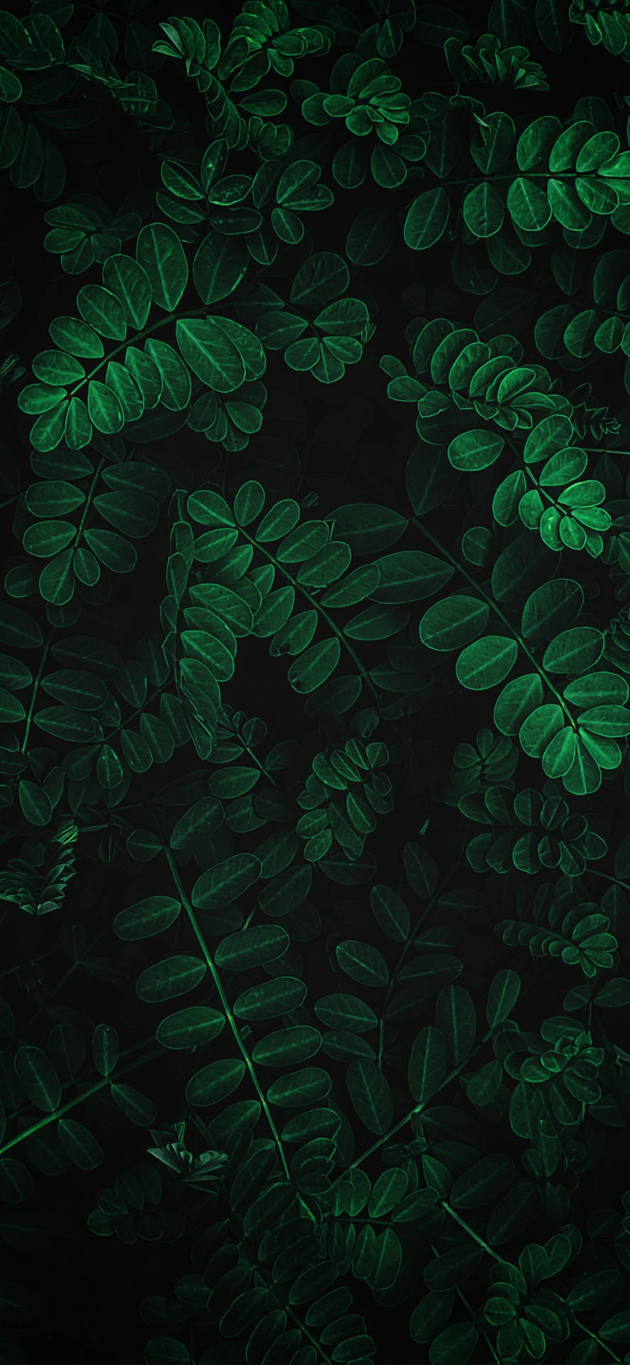 Etabler forbindelse med naturen og plantelivet for en opmuntrende skærmbaggrund. Wallpaper