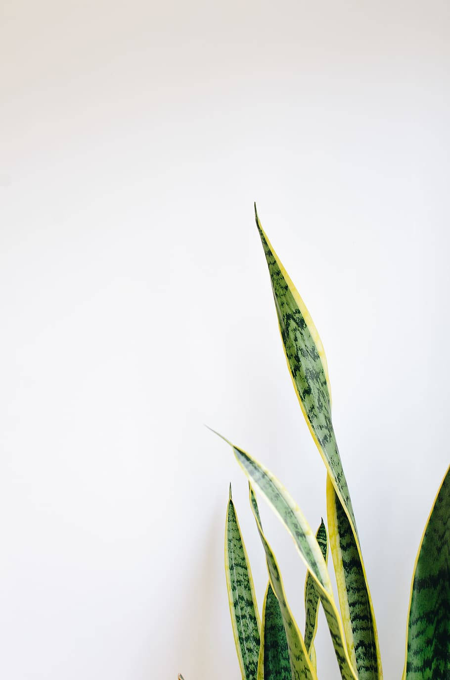 An iPhone showcasing a Bold Green Plant Wallpaper