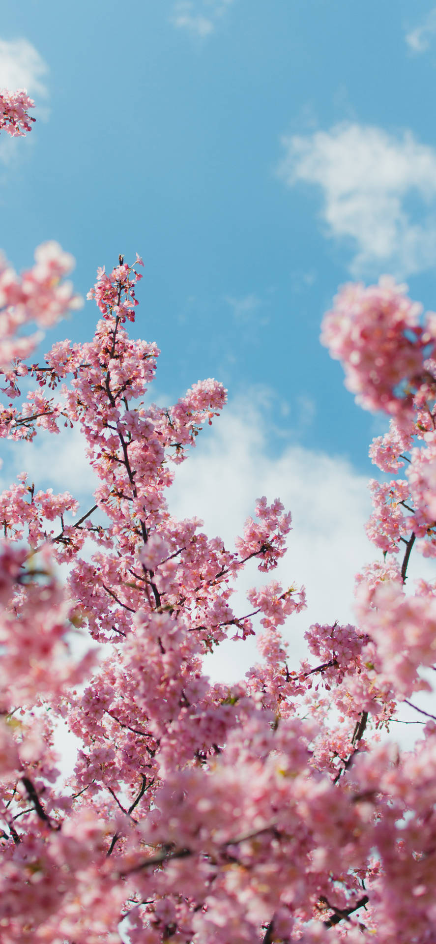 Einpinker Baum Mit Pinken Blumen Wallpaper