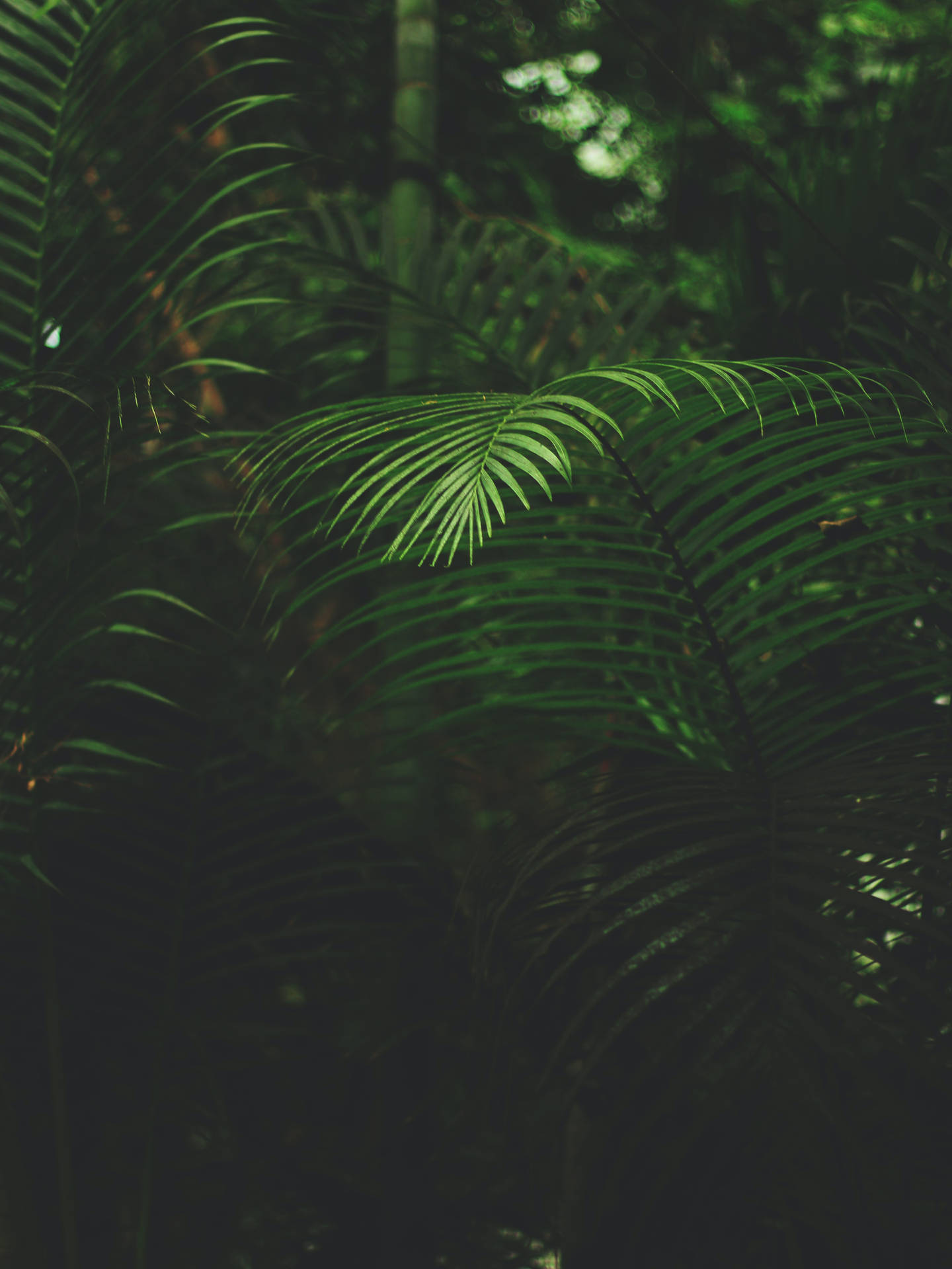 Fondode Pantalla Oscuro De Plantas En El Bosque Para Iphone. Fondo de pantalla
