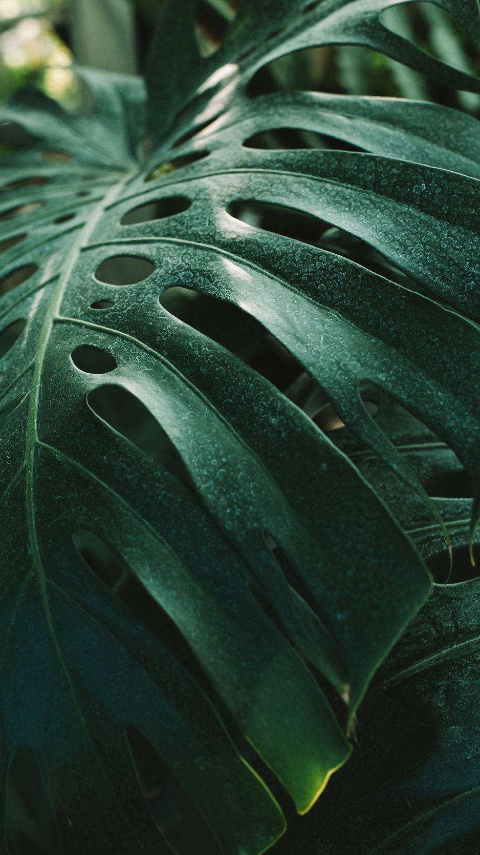 Send A Message Of Nature And Technology With This Plant Iphone Wallpaper Wallpaper
