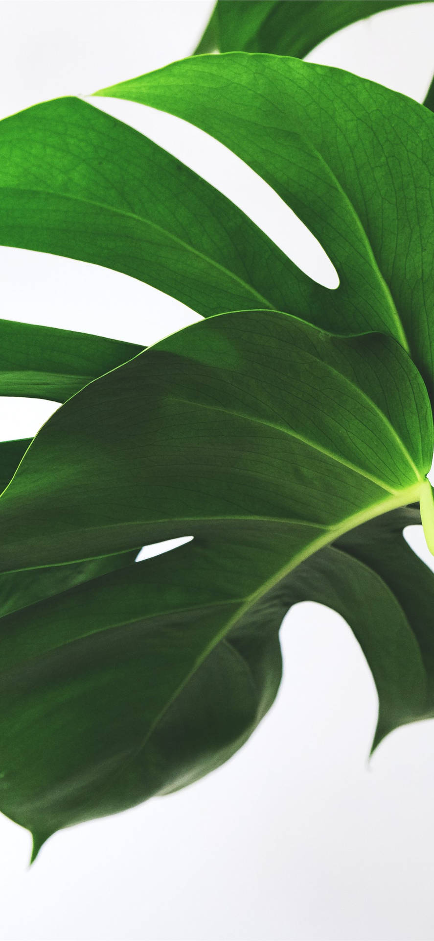 Machensie Mit Einem Pflanzen-verzierten Iphone Grün! Wallpaper