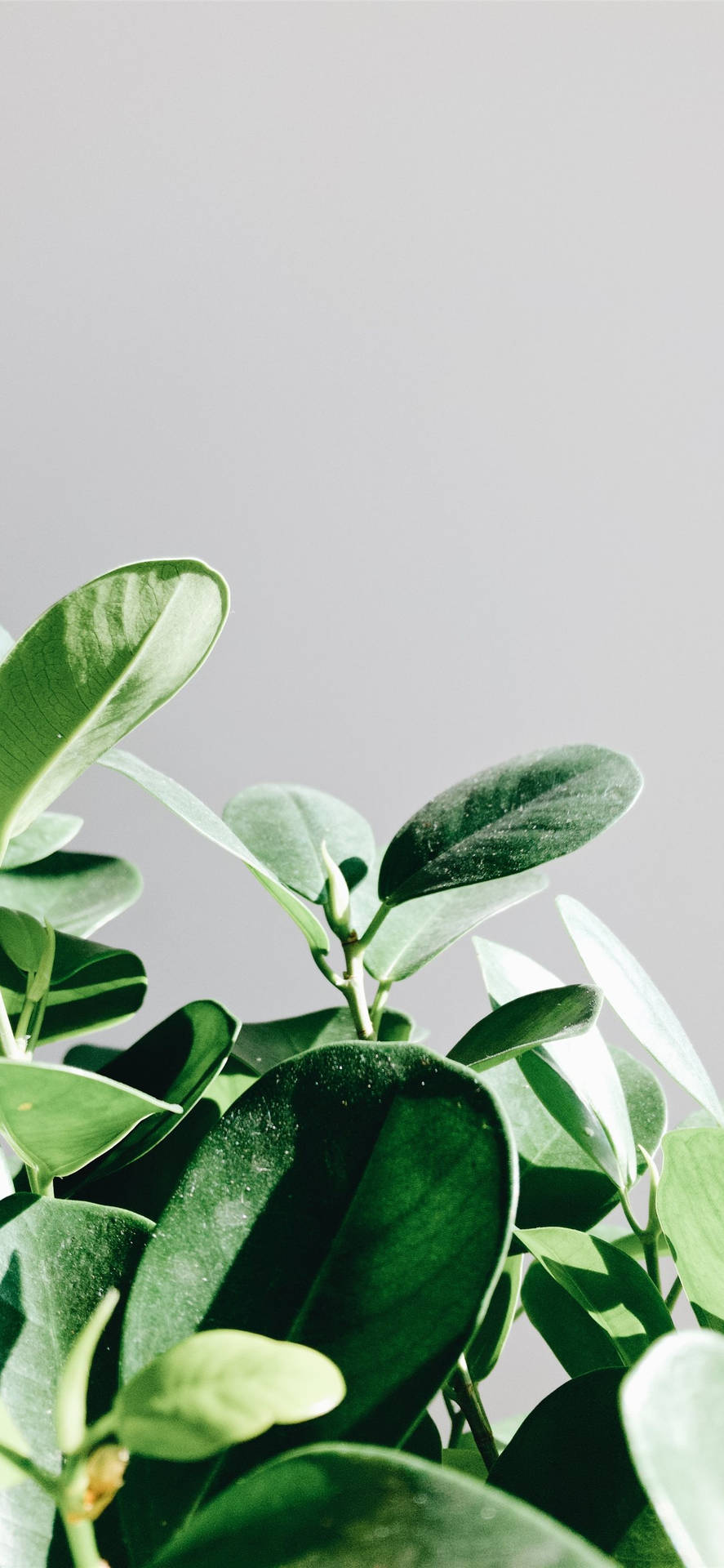 Indoor plants HD wallpapers | Pxfuel