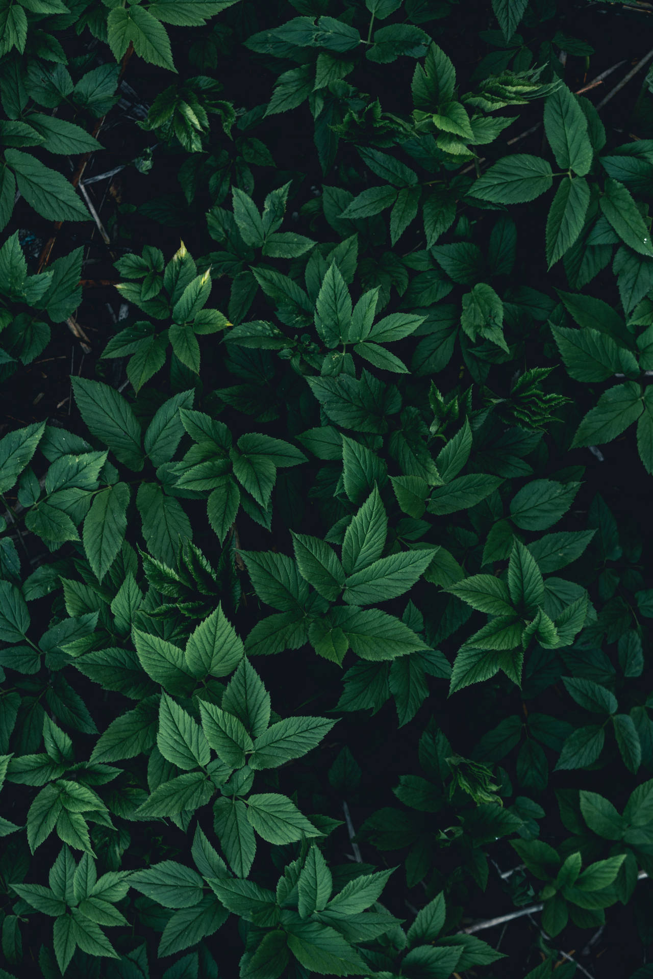 Green Leaves On A Black Background Wallpaper