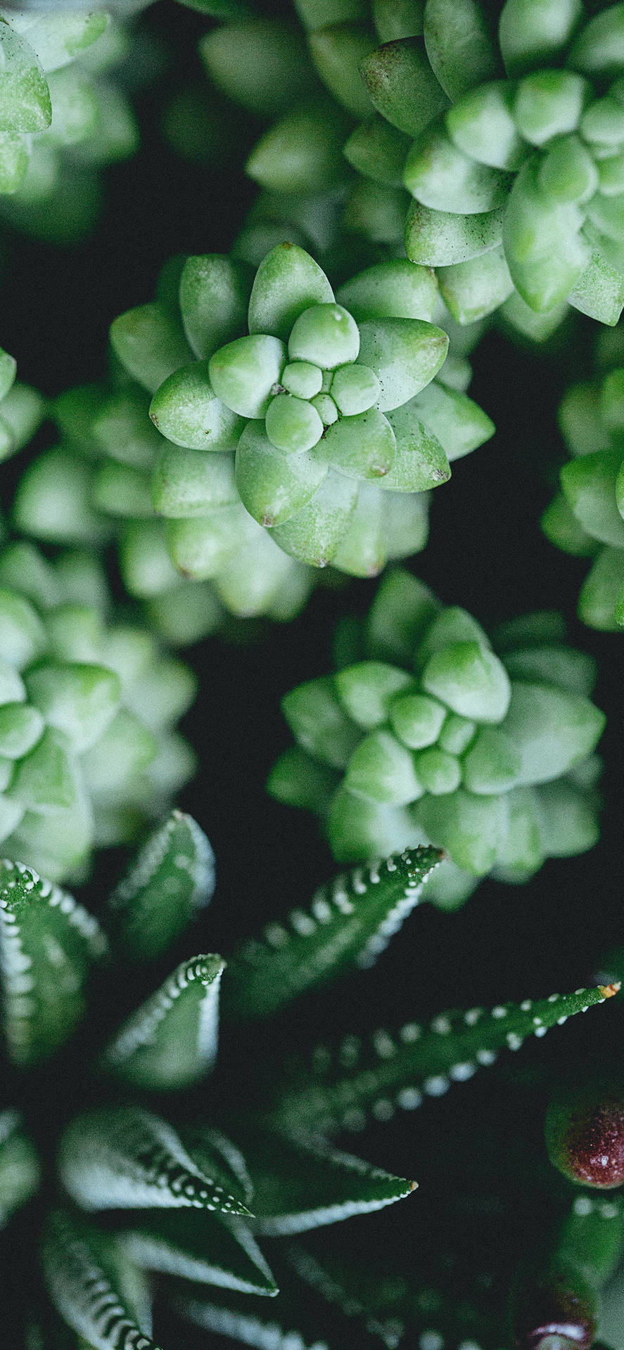 Kleinesukkulenten Pflanzen Iphone Wallpaper