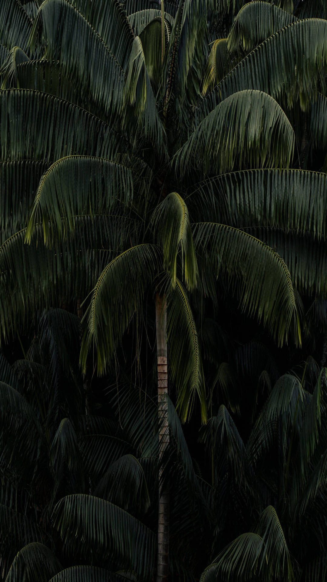 Enstor Grupp Palmträd Wallpaper
