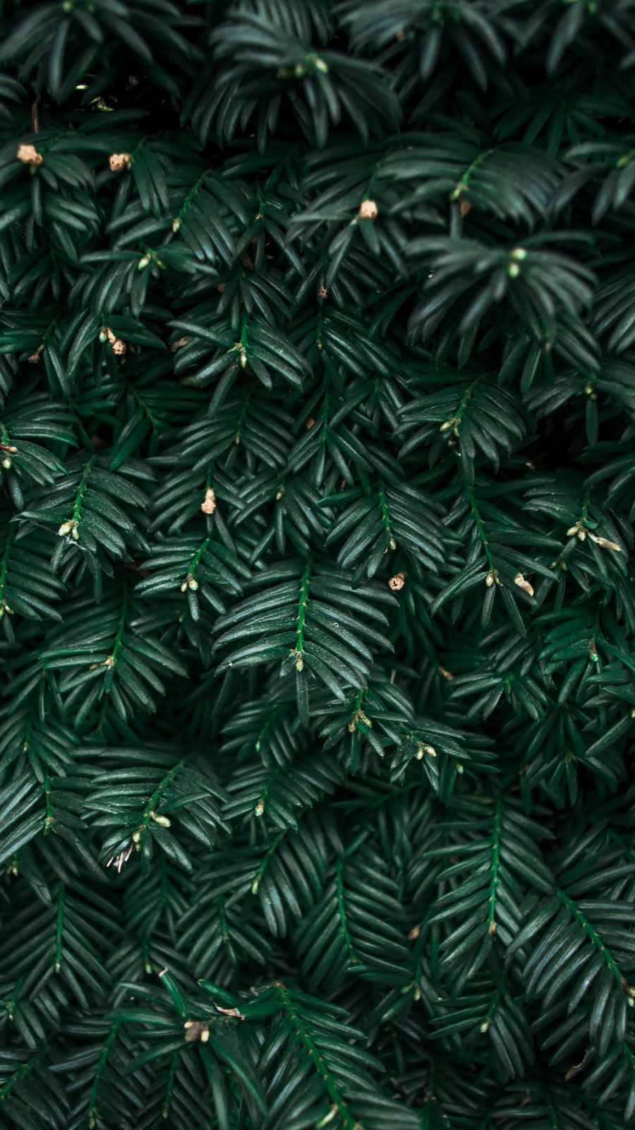 Fühlensie Sich Mit Der Natur Verbunden Mit Einem Pflanzen-iphone Wallpaper