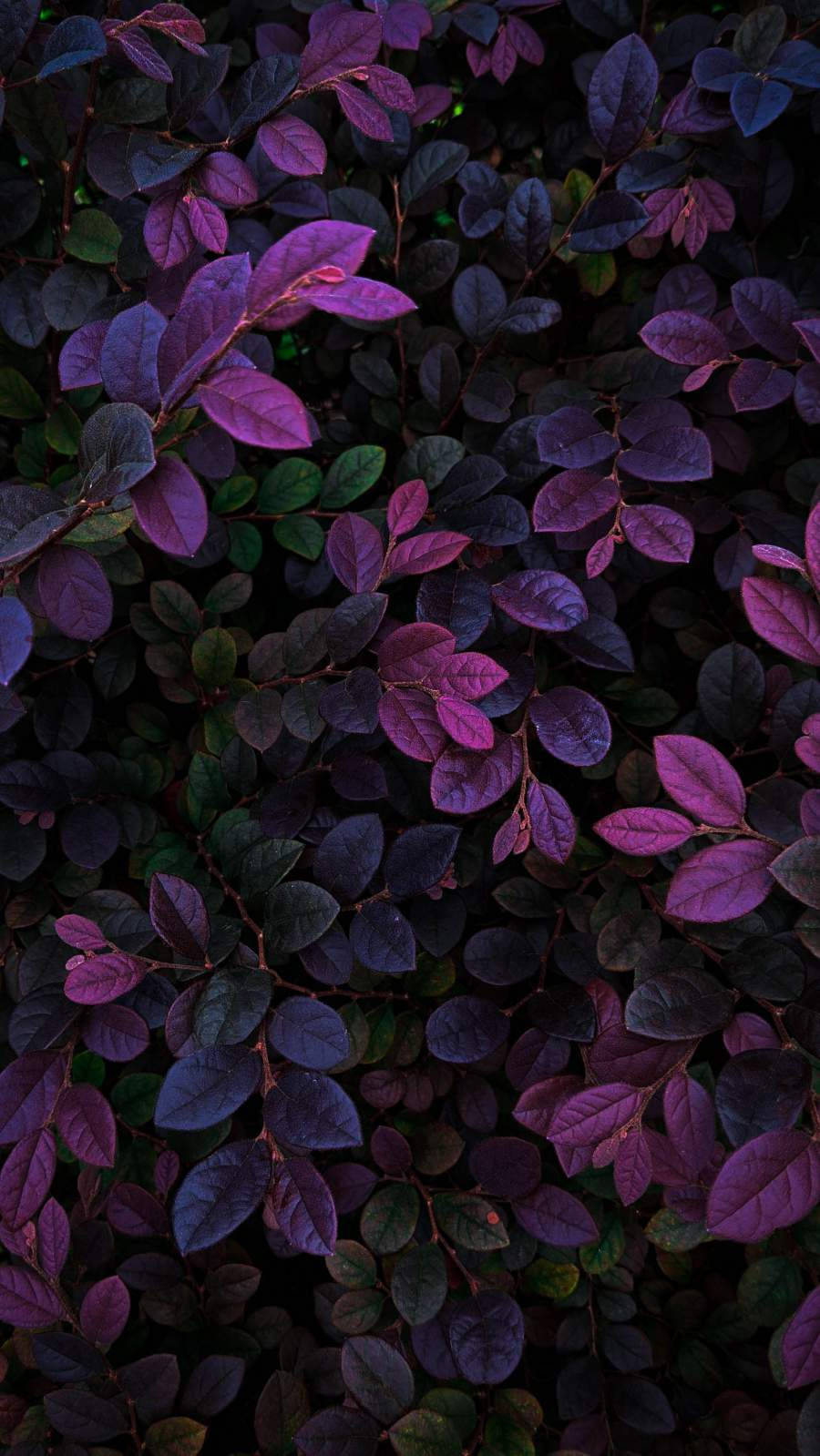 Dunkelviolettepflanzenblätter Iphone Wallpaper