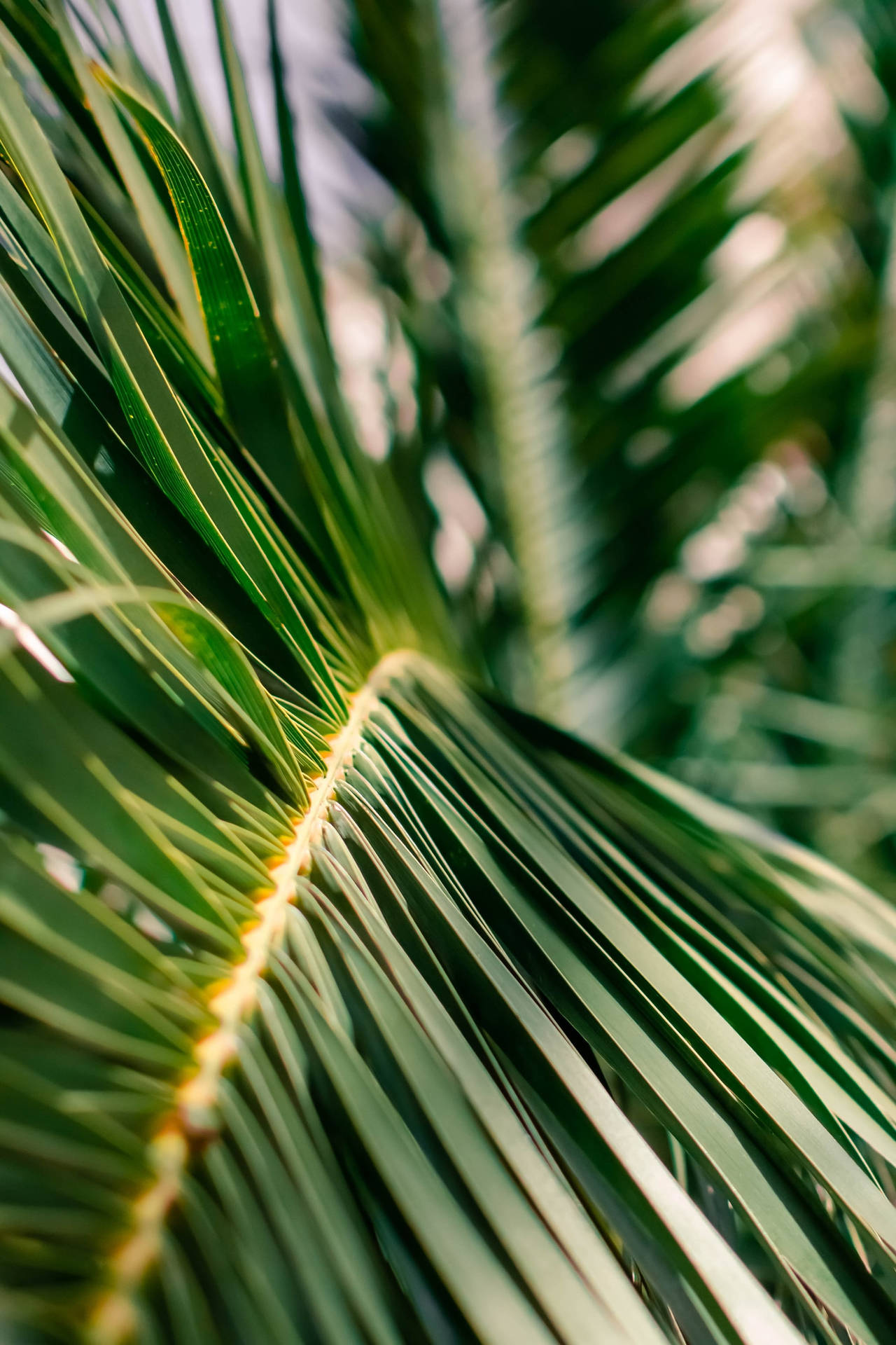 A Close Up Of A Palm Leaf Wallpaper