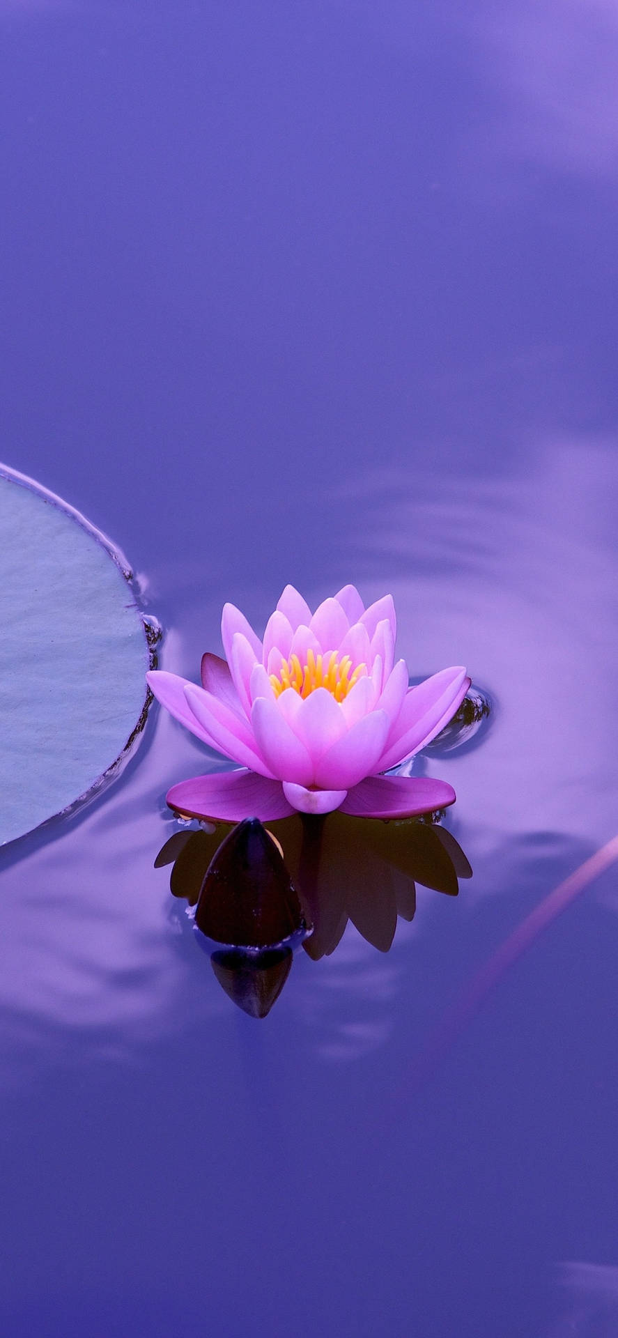 A Pink Flower Floating In A Pond Wallpaper