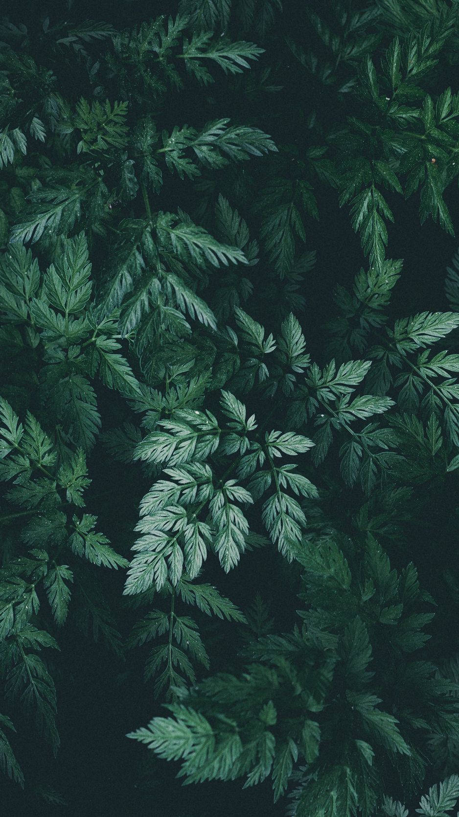 Visadin Unika Stil Med Denna Vackra Naturinspirerade Plant Iphone Tapet. Wallpaper