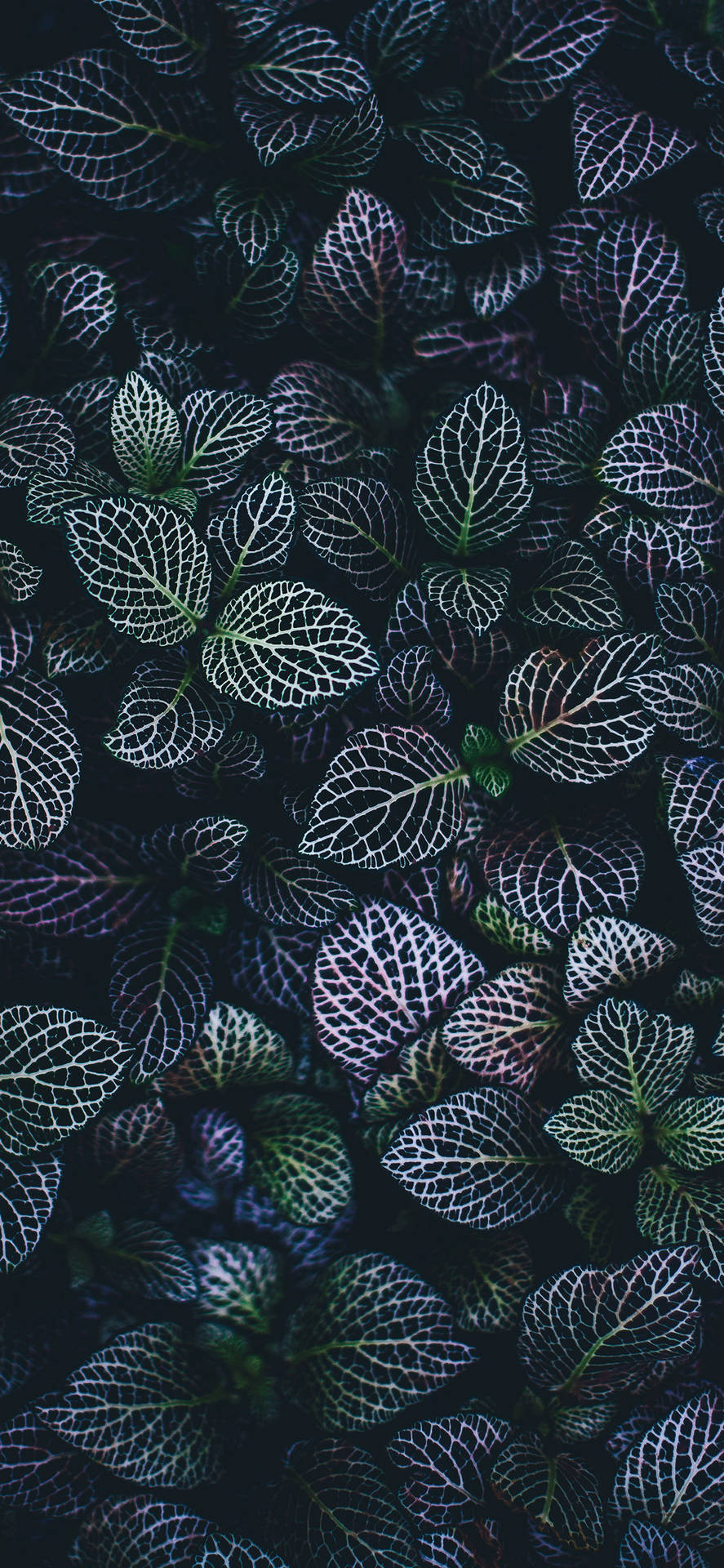 Einenahaufnahme Einer Dunkelgrünen Pflanze. Wallpaper