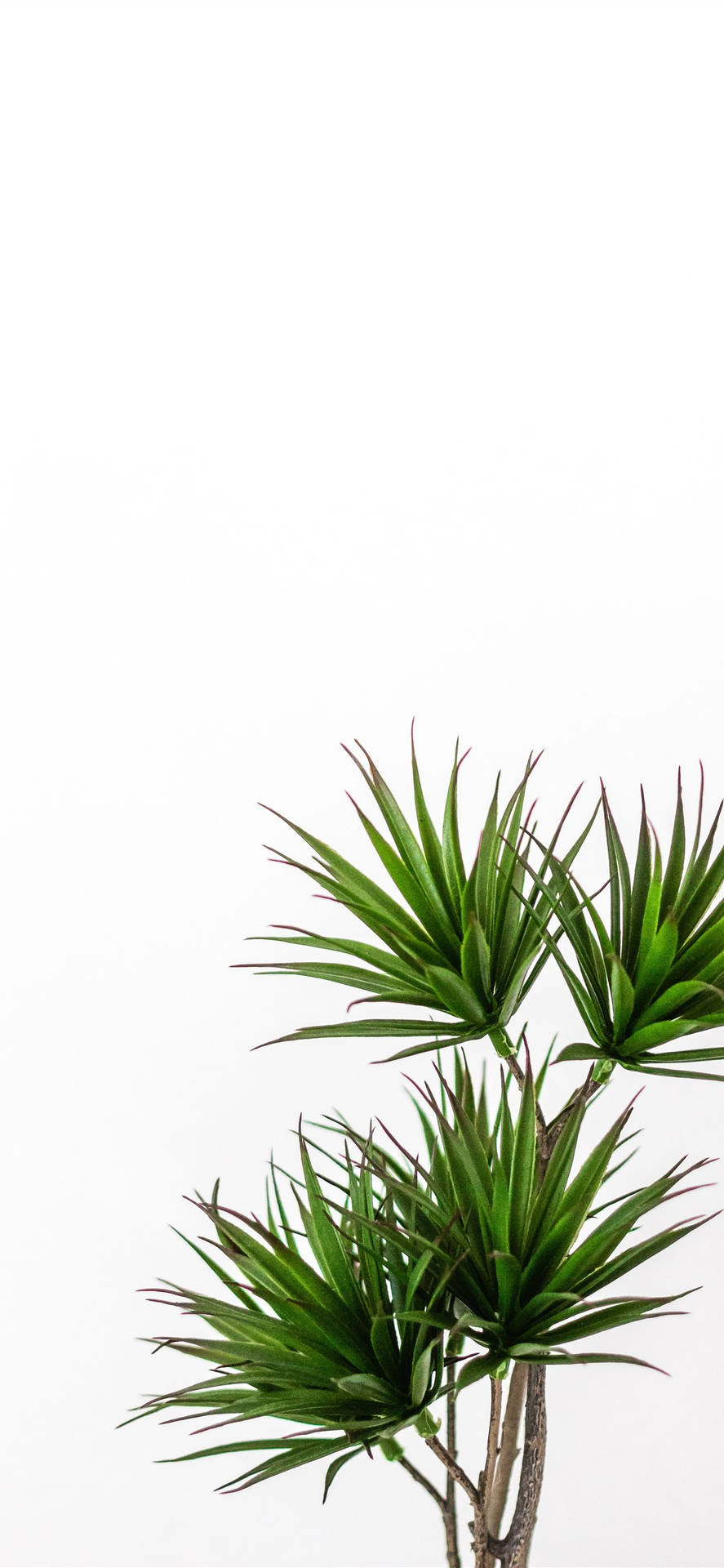 Einekleine Pflanze In Einem Weißen Topf Wallpaper