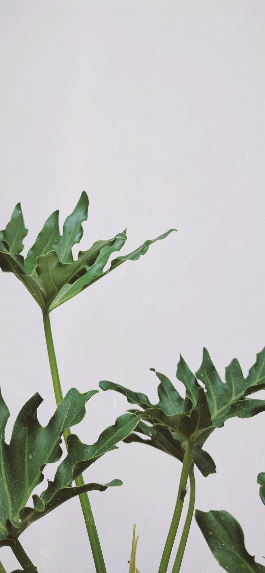 Einepflanze Mit Großen Blättern Auf Einem Weißen Hintergrund Wallpaper
