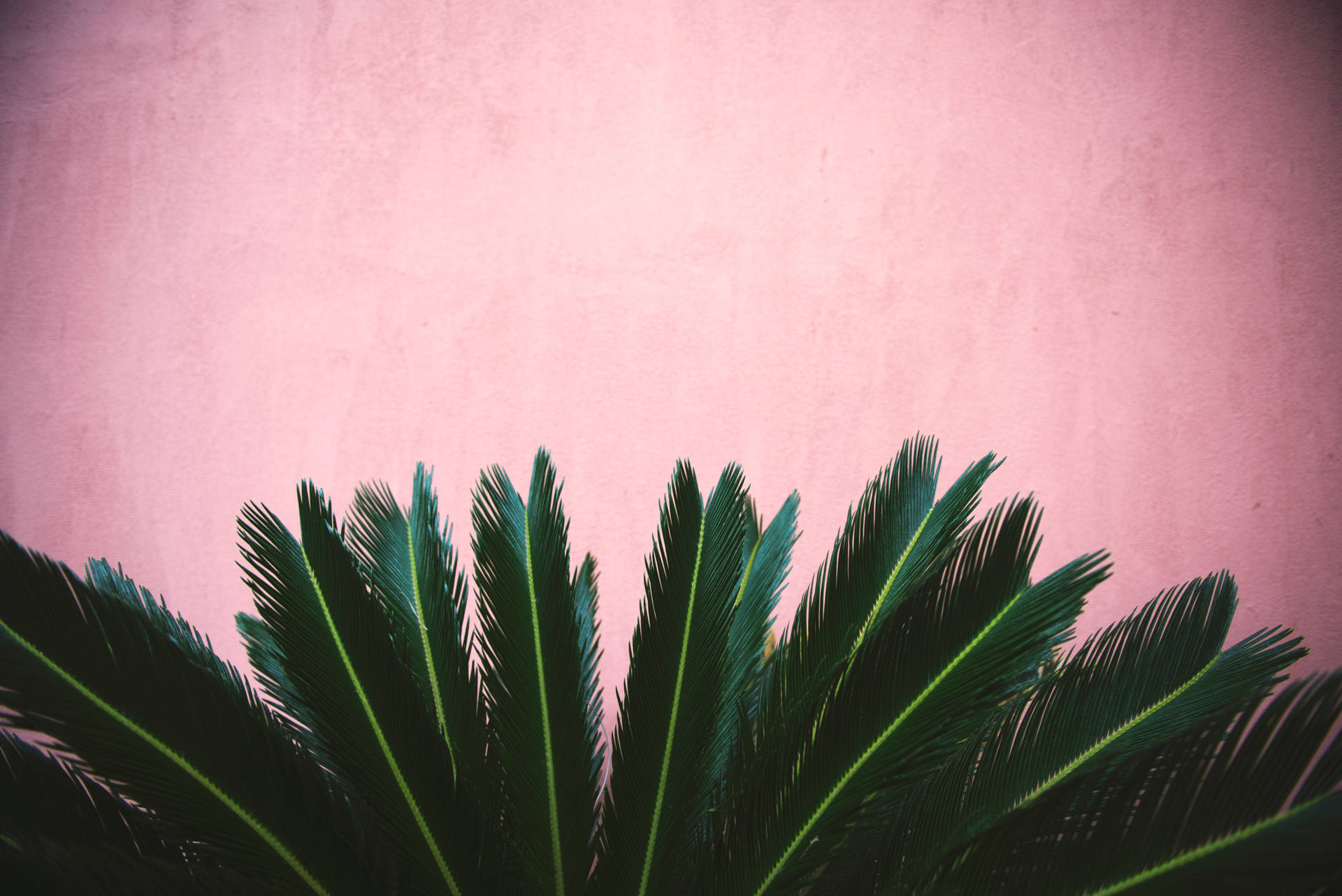 Striking Plant Leaves against a Kawaii Pink Wall Wallpaper