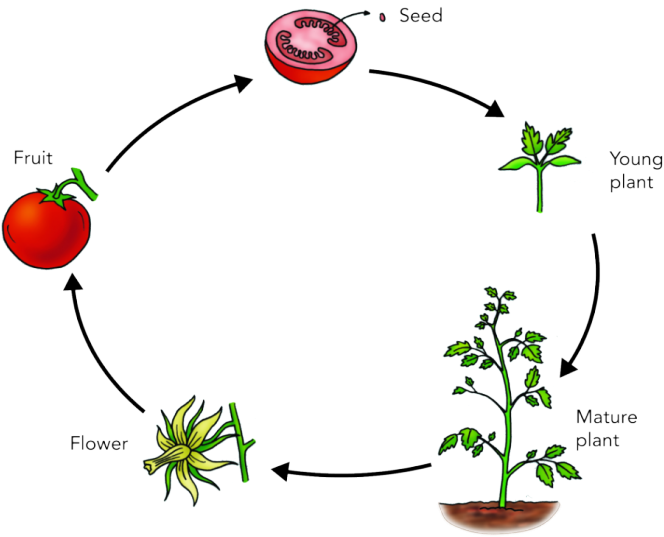 Plant Life Cycle Diagram PNG