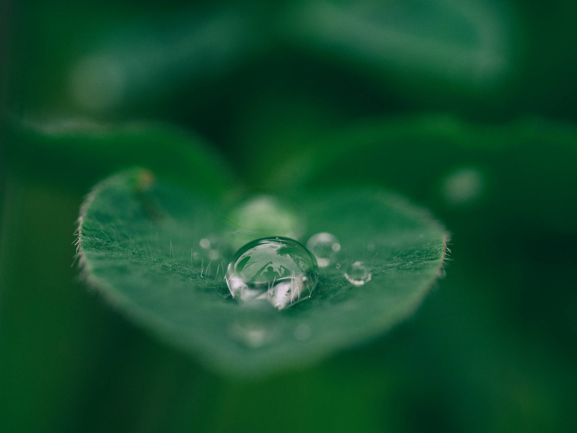 Droplets of dew glisten on a green leaf Wallpaper