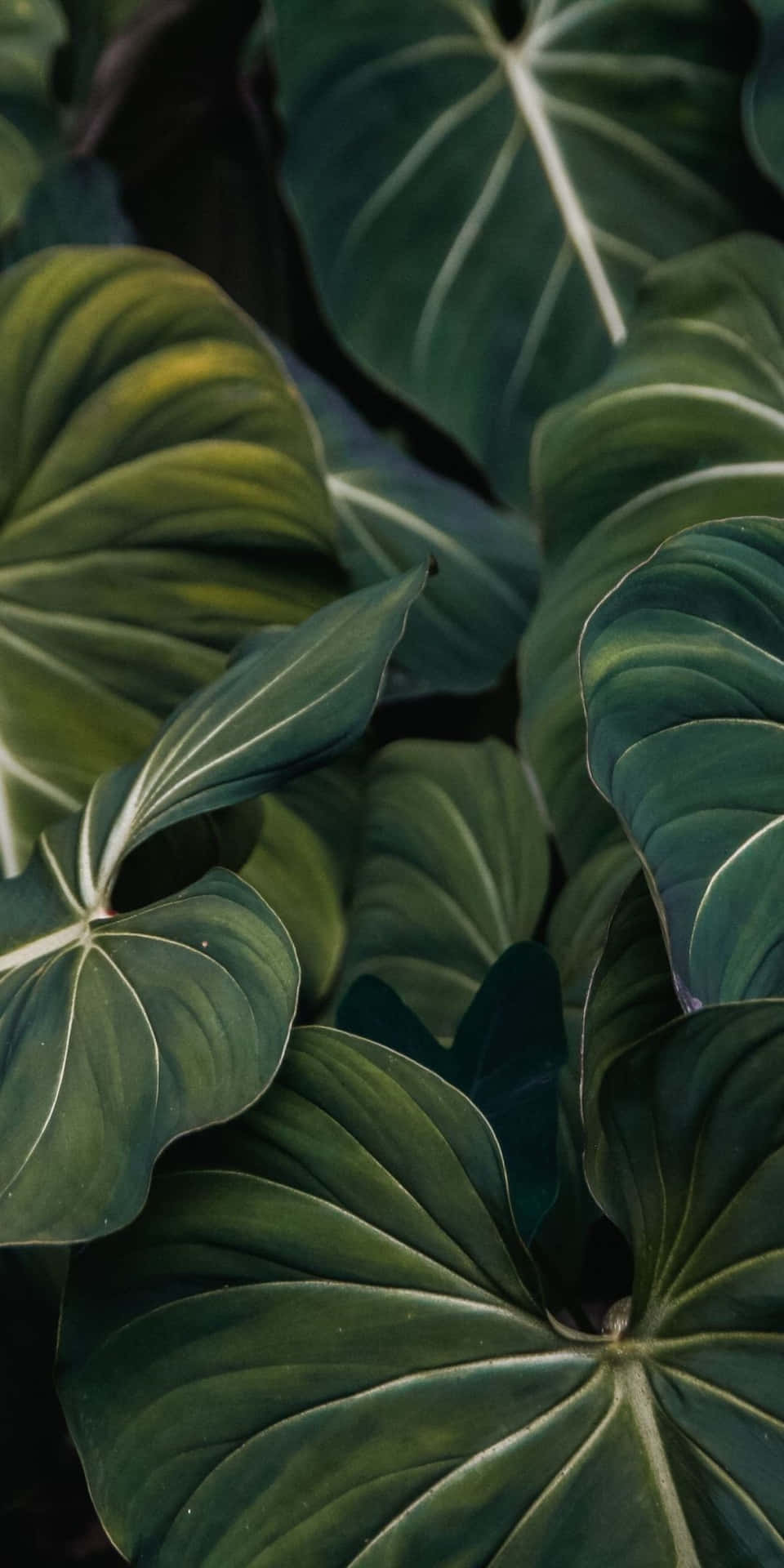 Dasperfekt Gestaltete Pflanzenhandy Wallpaper