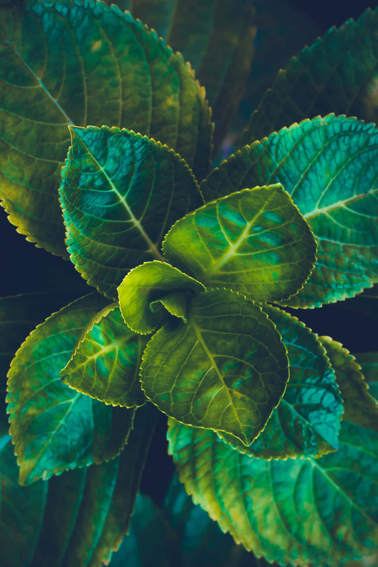 Leafy Plant Phone Wallpaper