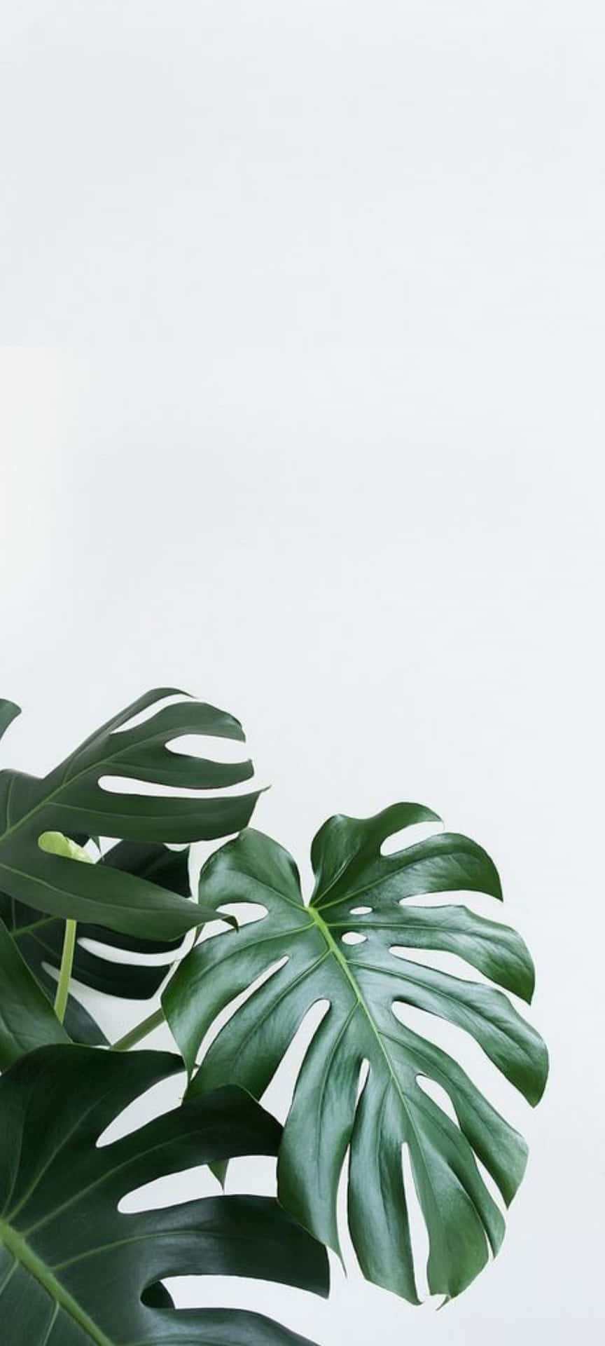 Verbessernsie Ihre Geräte Mit Einem Einzigartigen Pflanzen-telefon Wallpaper