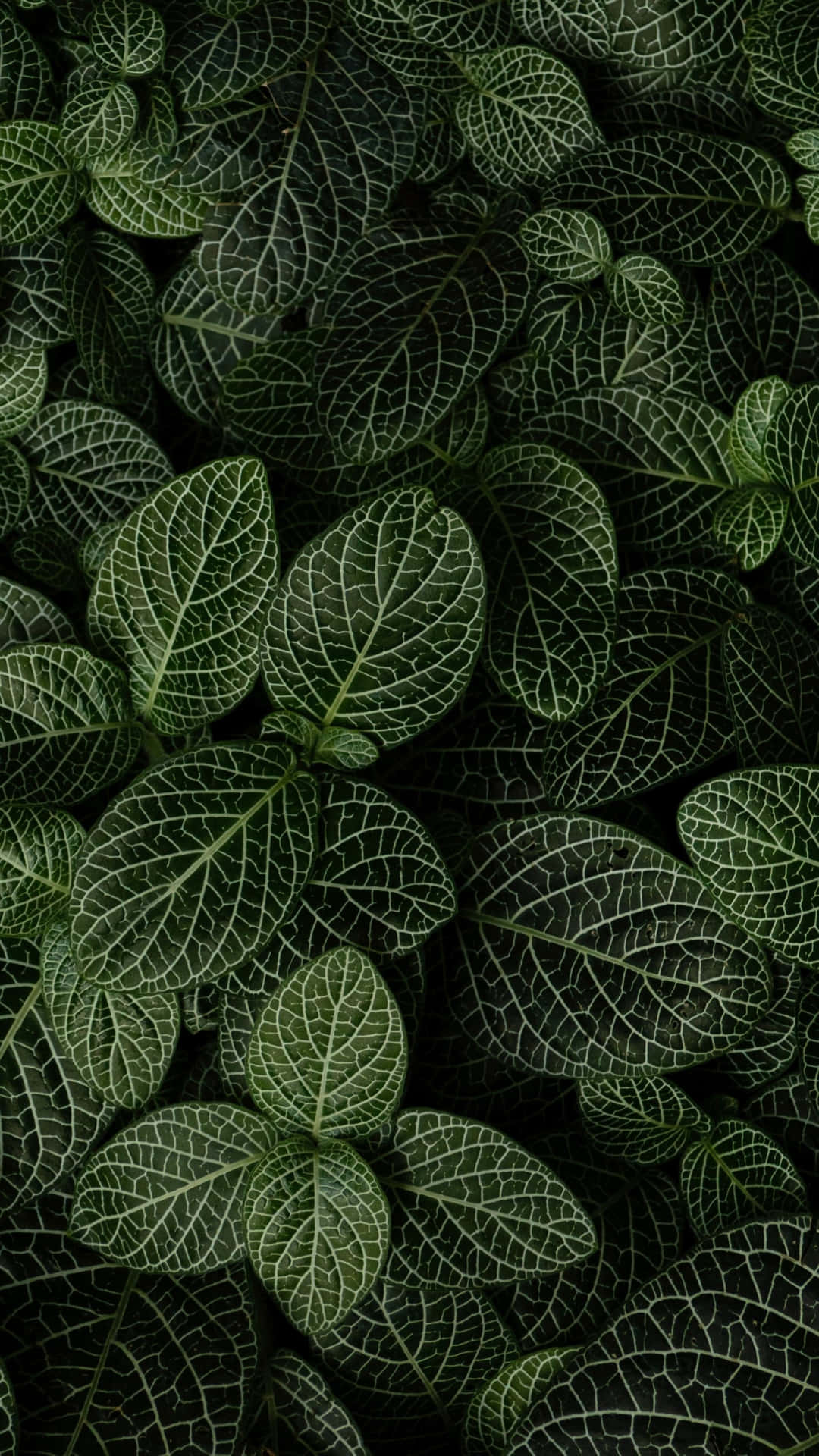 Blätterder Nervenpflanze Handy Wallpaper