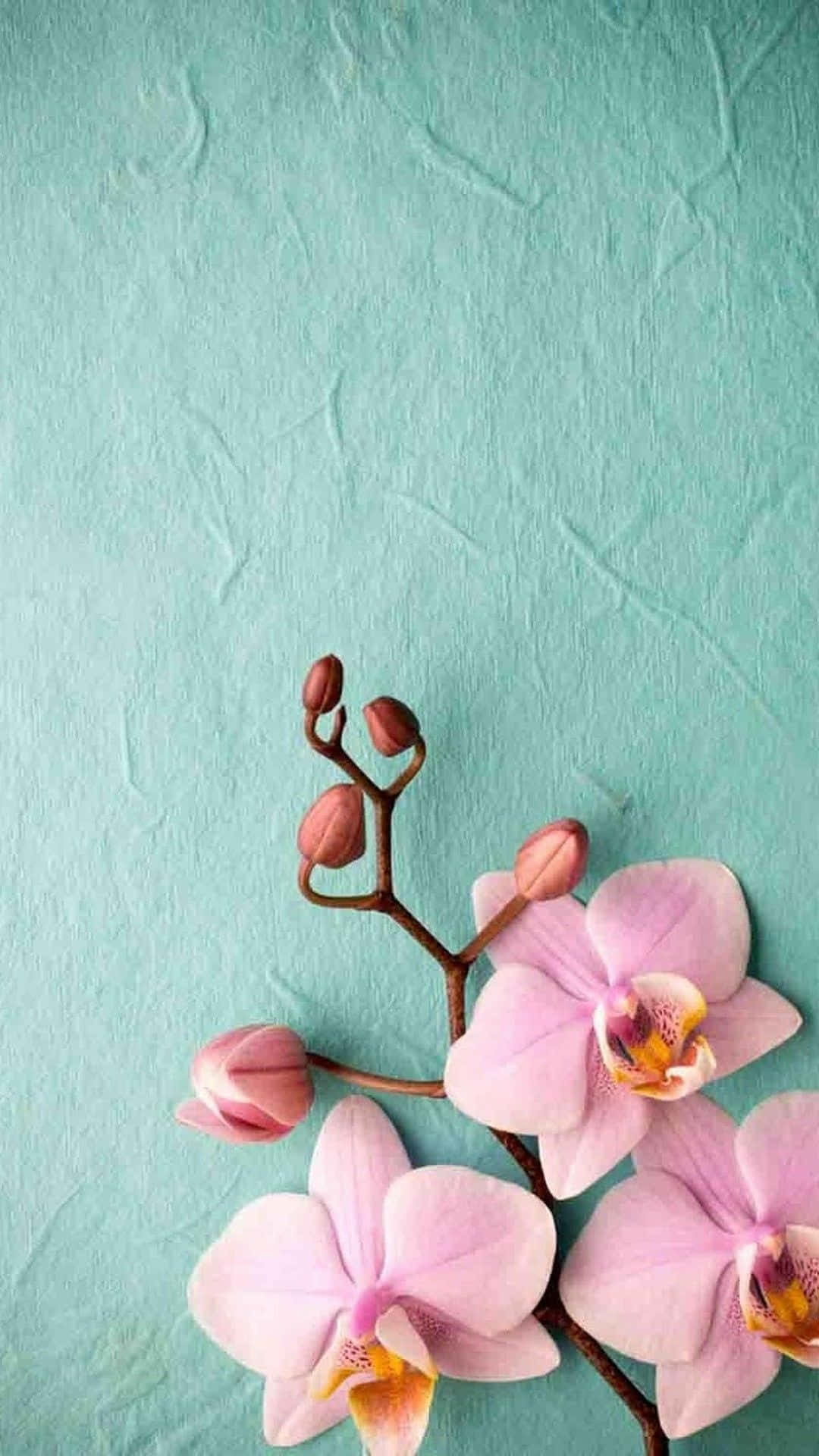 Fondode Pantalla Para Teléfono Con Planta De Orquídea Rosa. Fondo de pantalla