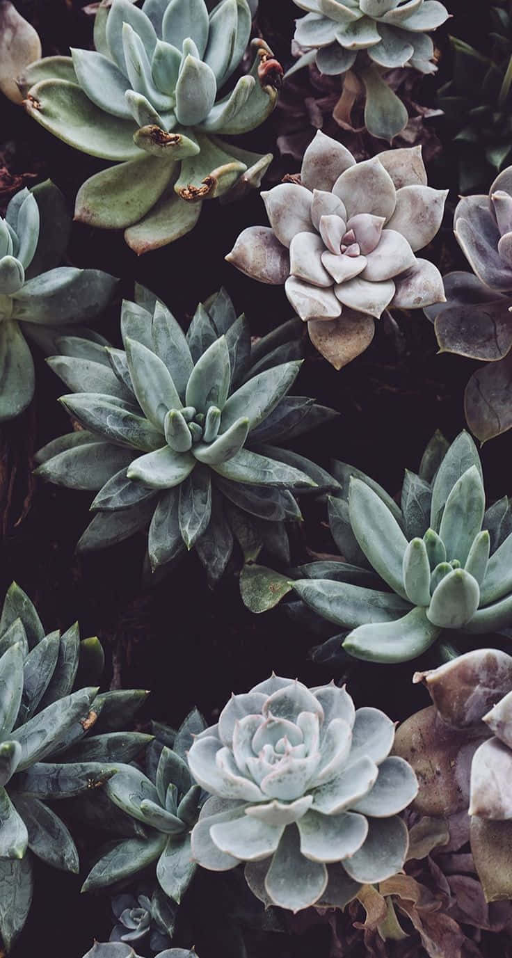 Hold dig forbundet med naturen og dine kære med Plant Phone's unikke botaniske design. Wallpaper