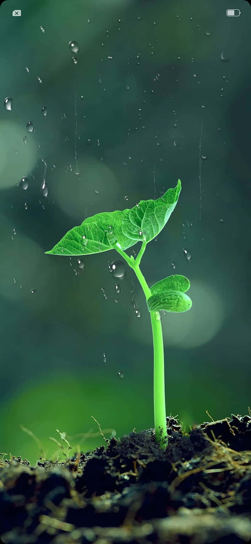 Raindrops On Tiny Sprout Plant Phone Wallpaper