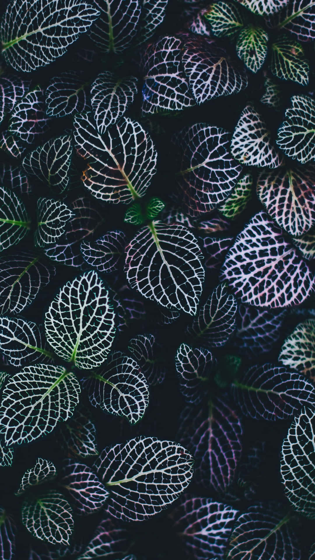 Nahaufnahmetropische Pflanze Handy Wallpaper. Wallpaper