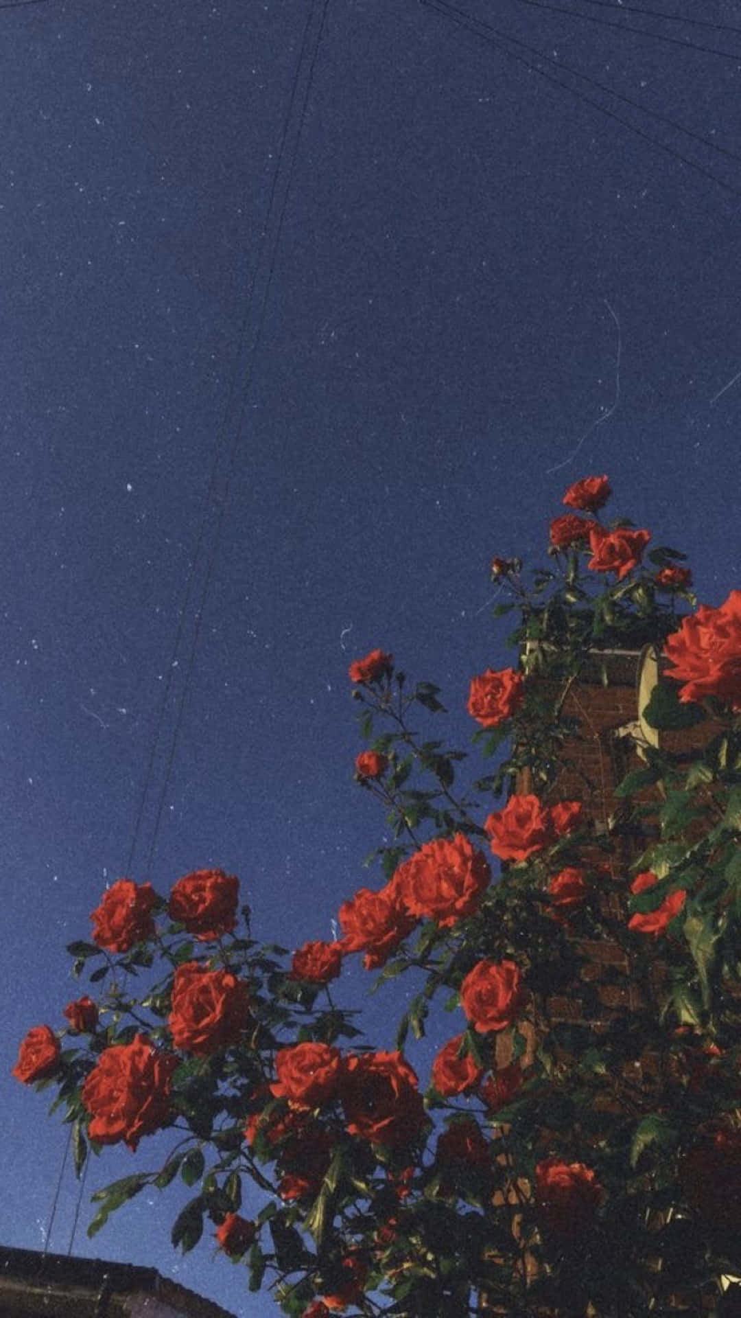 Himmelund Rosenpflanzen Auf Dem Handy Wallpaper