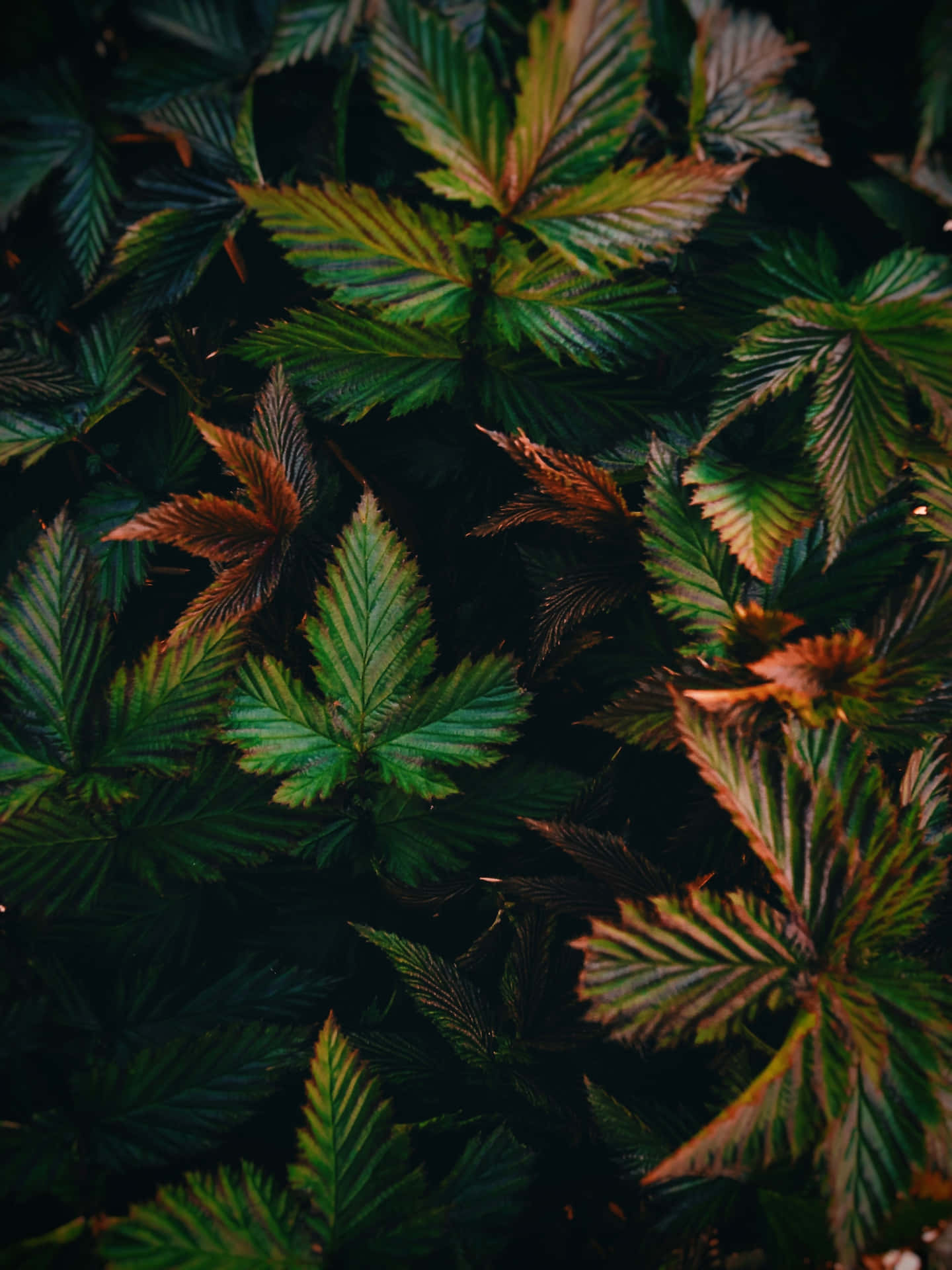 Closely Growing Leaves Plant Phone Wallpaper