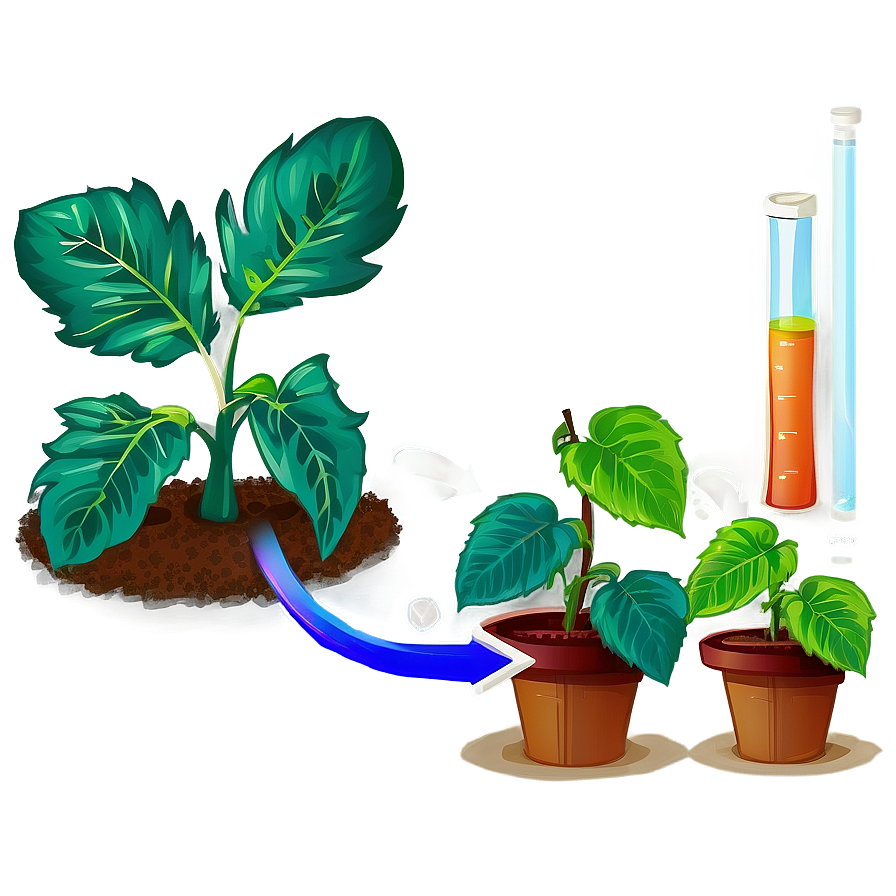 Download Plant Photosynthesis Process Png 42 | Wallpapers.com