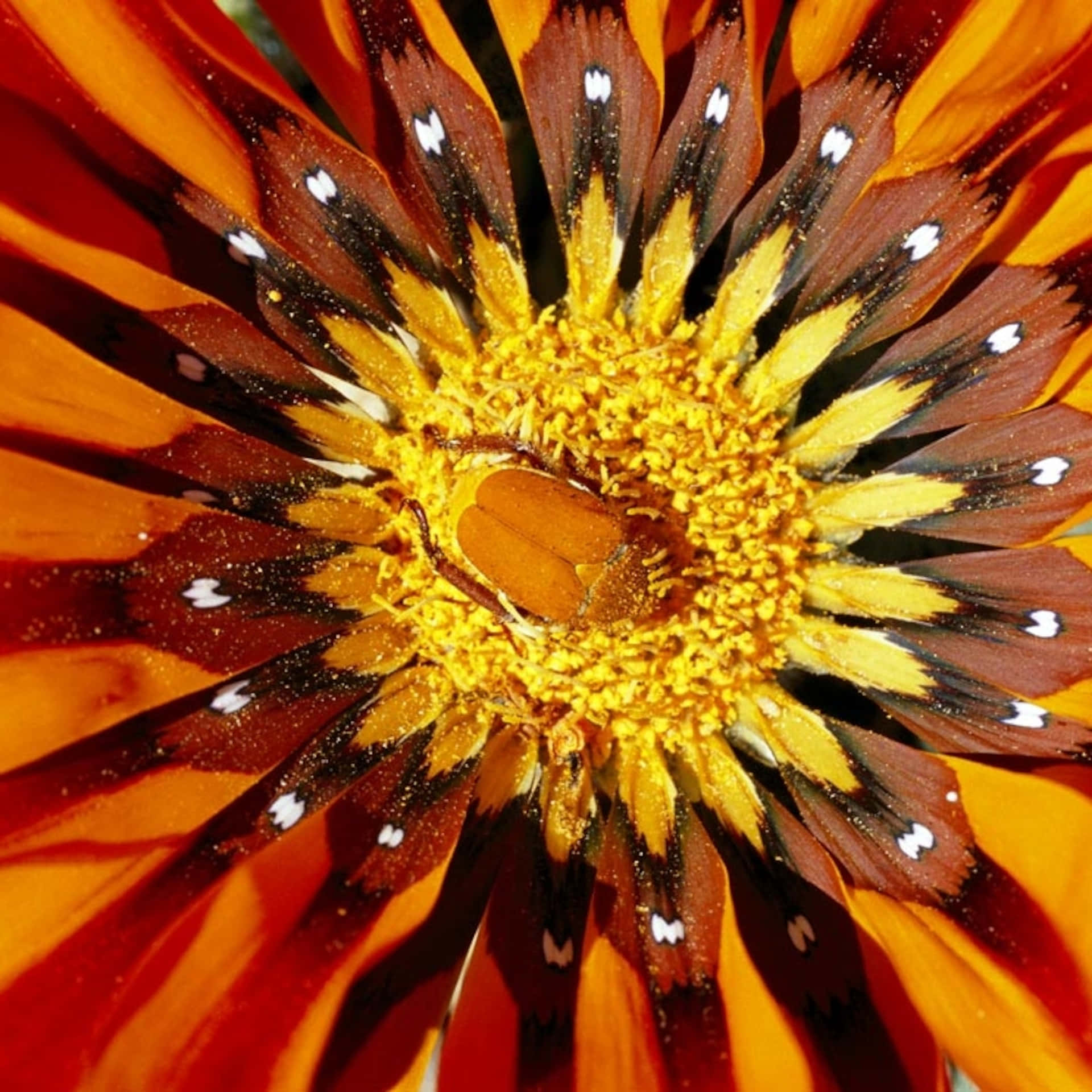 A close-up of a tenacious flower blooming from a slender brown stem