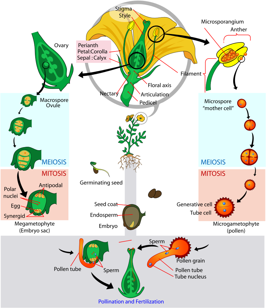 Plant Reproduction Process Diagram PNG