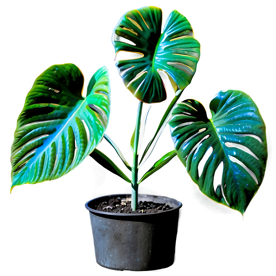 Plant Scan Botany Png 5 PNG