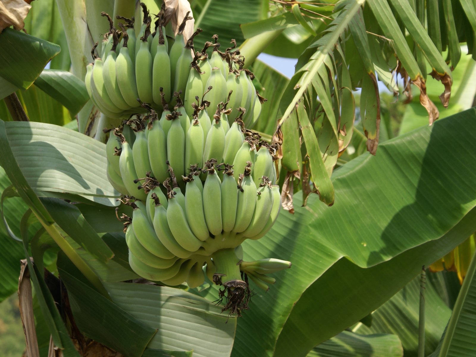 Где растут бананы дерево. Банановая Пальма. Банановое дерево. Банановая Пальма в Африке. Бананы в Южной Америке.