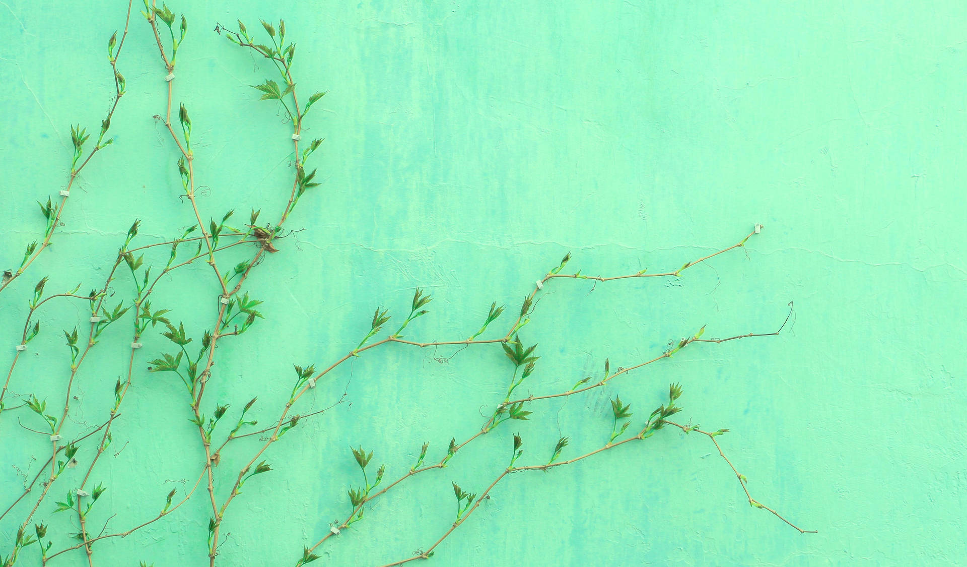 Plante På En Pastel Grøn Væg Wallpaper