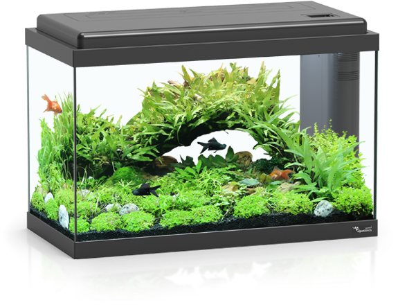 Planted Aquarium Setup PNG