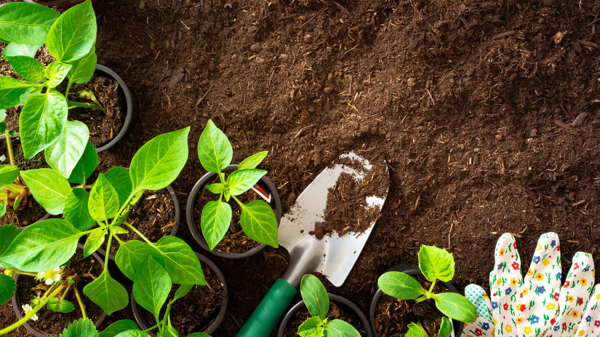 Plants And Soil Gardening Wallpaper