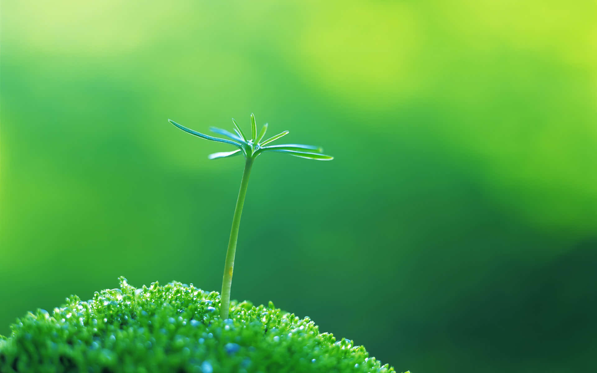 Dieschönheit Der Natur: Üppiges Grünes Pflanzenleben