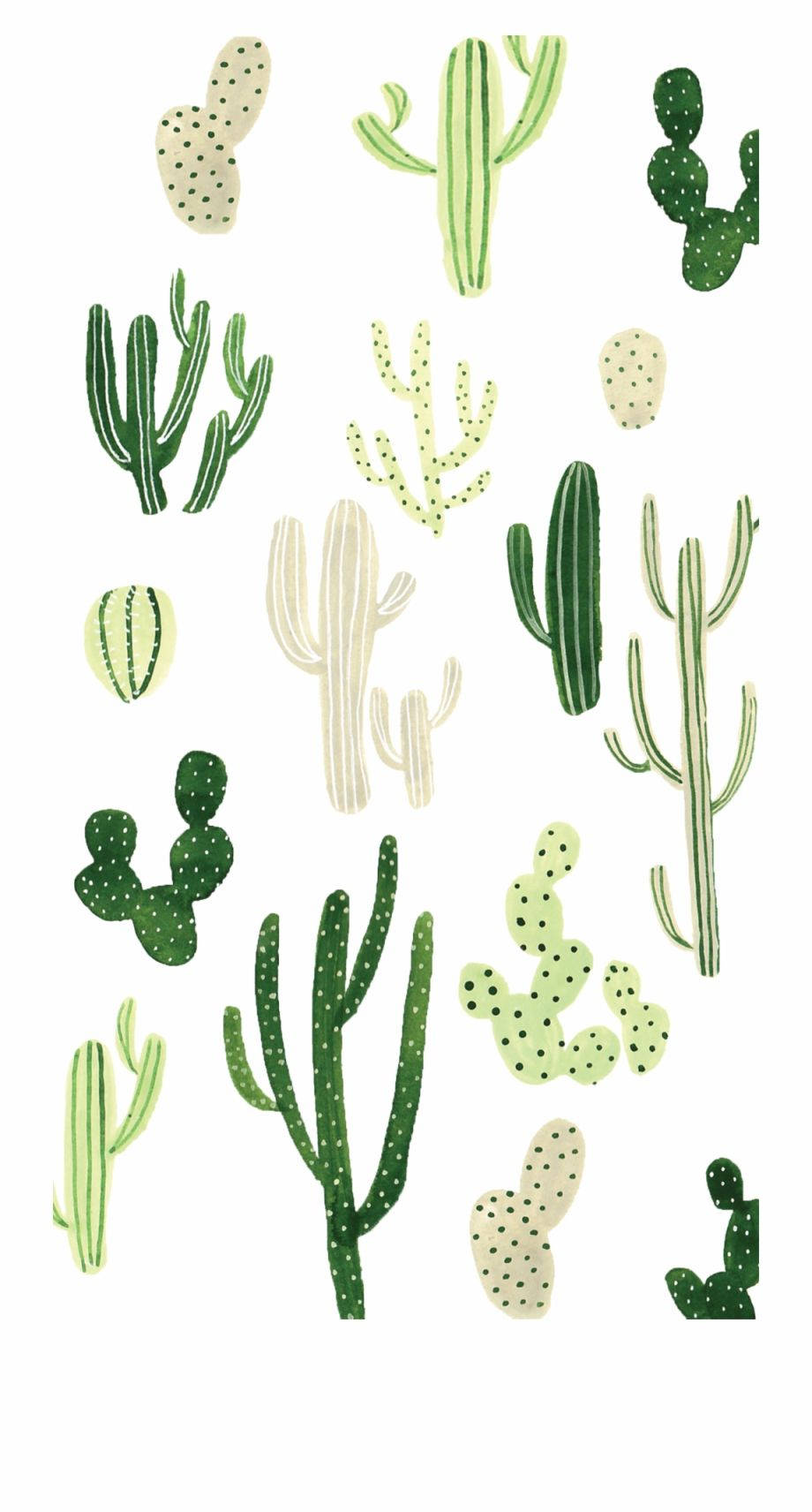 Kaktusmönsterkaktusmönster Wallpaper