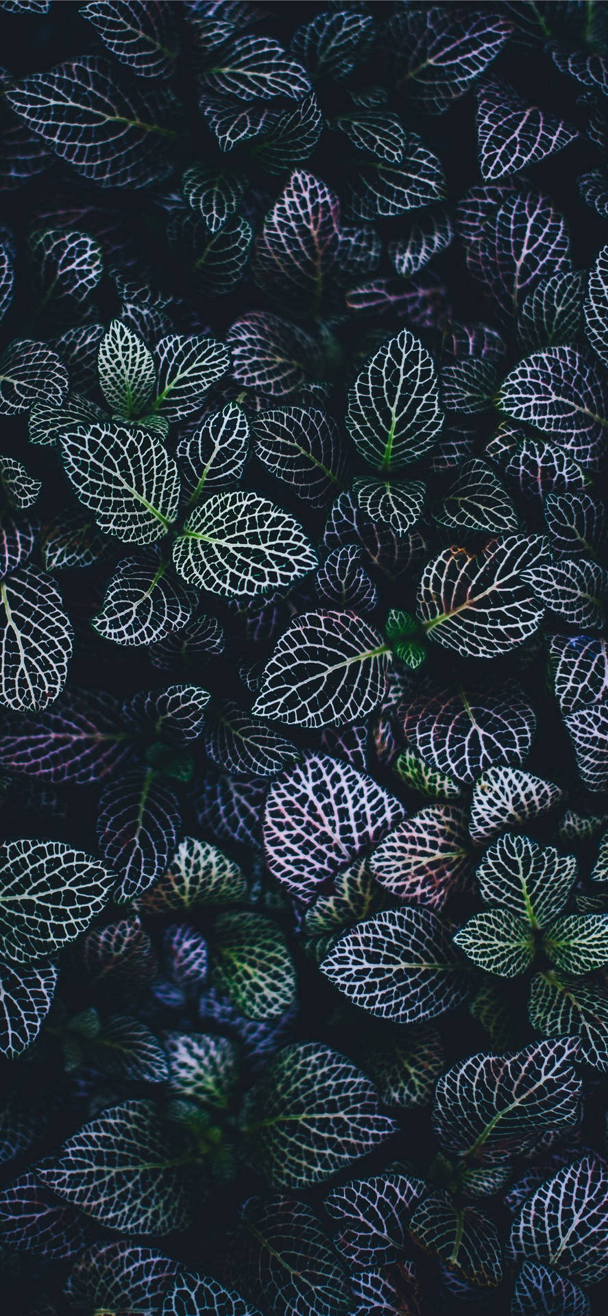 Keep Your Home Screen Fresh with a Plants iphone Wallpaper Wallpaper