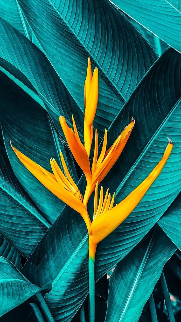 A Bird Of Paradise Flower In A Tropical Setting Wallpaper